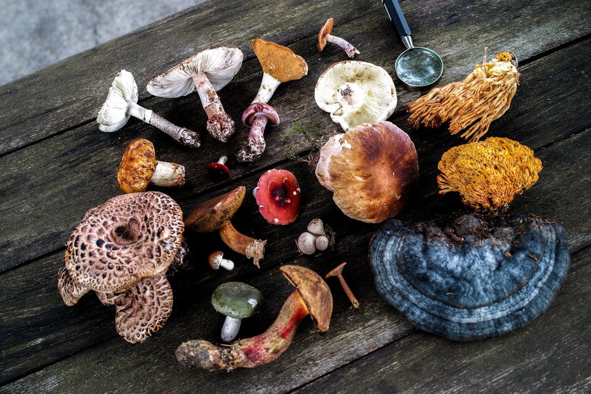 Ultimate Guide to Medicinal Mushrooms: Understanding the Health Benefits of Reishi, Lion’s Mane, and More