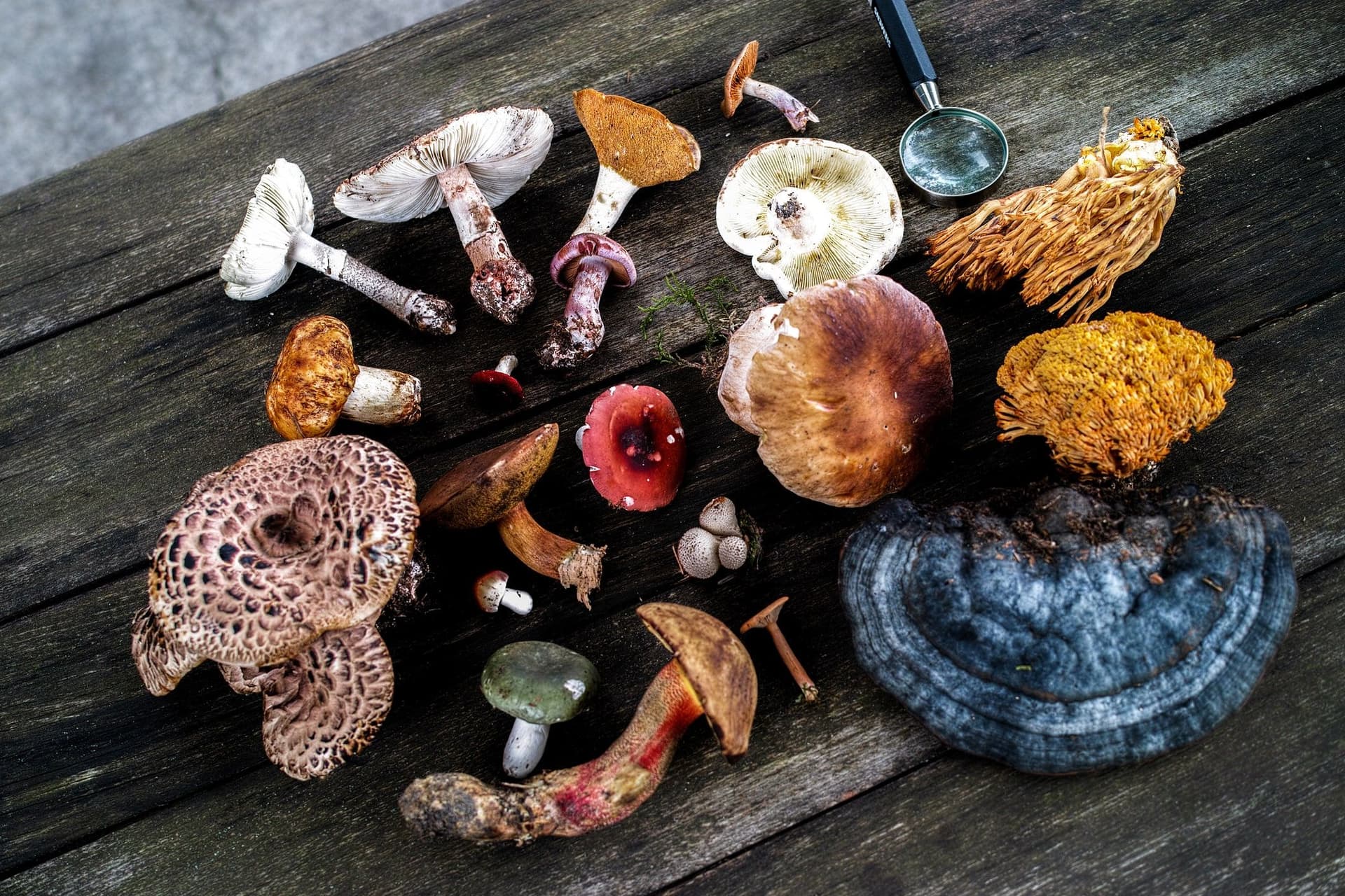 Images of Reishi and Lion's Mane mushrooms